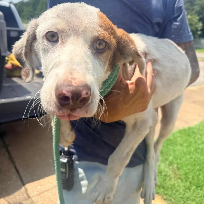 A baby small-sized female White / Cream Mixed Breed dog named Louisa for adoption in Corinth, MS