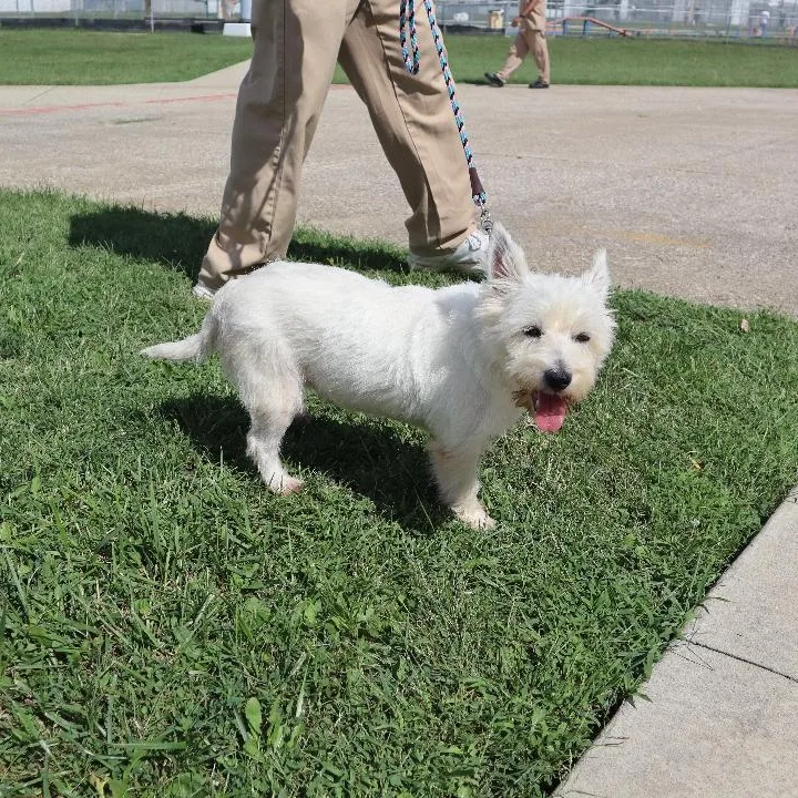 An adult medium-sized female West Highland White Terrier / Westie dog named Kali for adoption in Goshen, KY