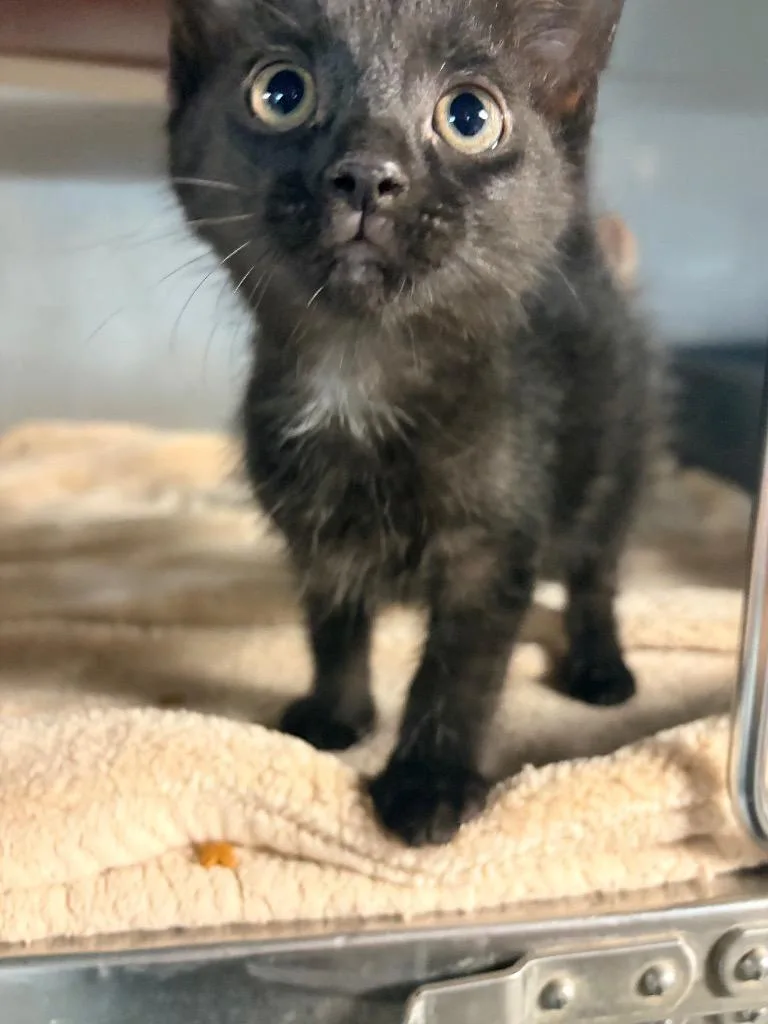 A baby medium-sized male Domestic Short Hair cat named Jasta for adoption in Huntington, IN