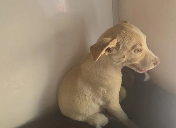 A baby medium-sized female Shepherd dog named Jessica for adoption in Cleveland, TN