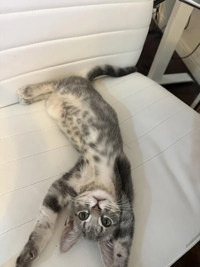A baby medium-sized female Tabby cat named Princess Donut for adoption in Roseville, CA