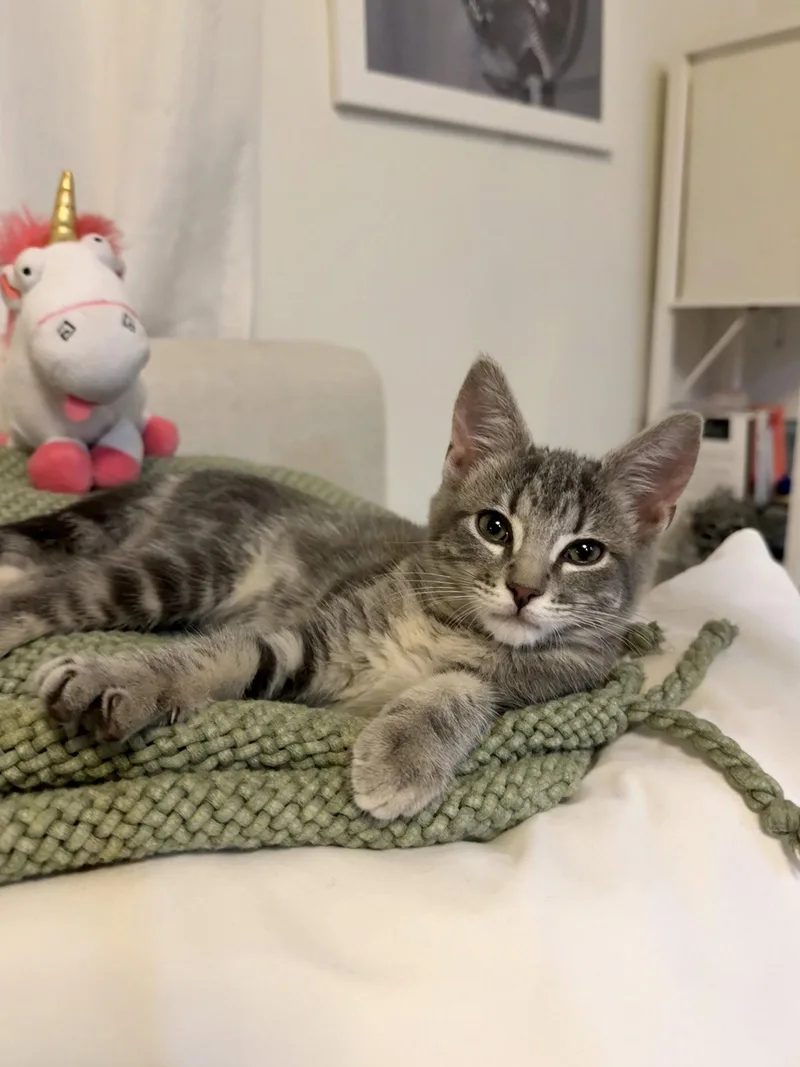 Princess Donut thumbnail 3
