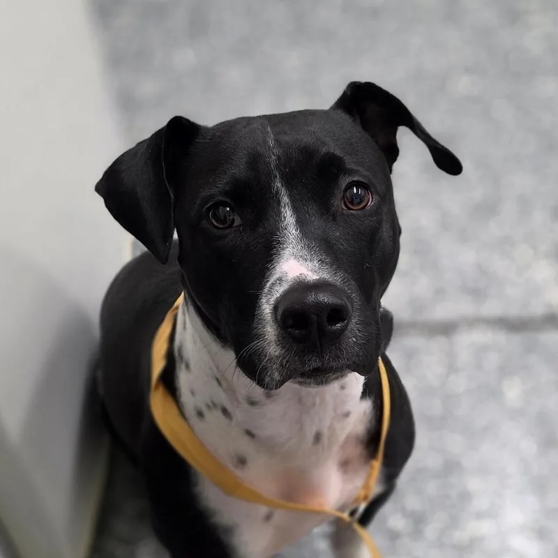 A young medium-sized female Black Terrier dog named Diamond for adoption in Bronson, FL