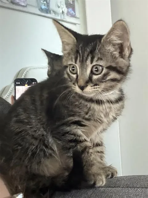 A baby small-sized female Domestic Short Hair cat named A for adoption in Charlotte, NC