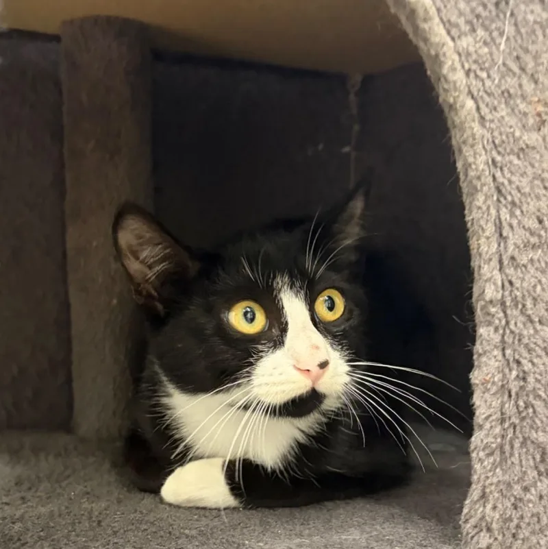 A baby small-sized male Black & White / Tuxedo Domestic Short Hair cat named Bob for adoption in Southold, NY