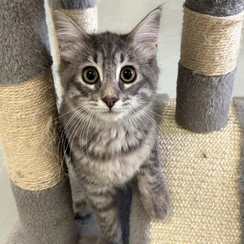 A baby small-sized female Gray / Blue / Silver Domestic Short Hair cat named Bubbly Bliss for adoption in Houston, TX
