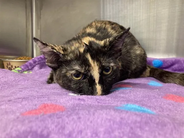 A baby small-sized female Domestic Short Hair cat named Toasty for adoption in Tustin, CA