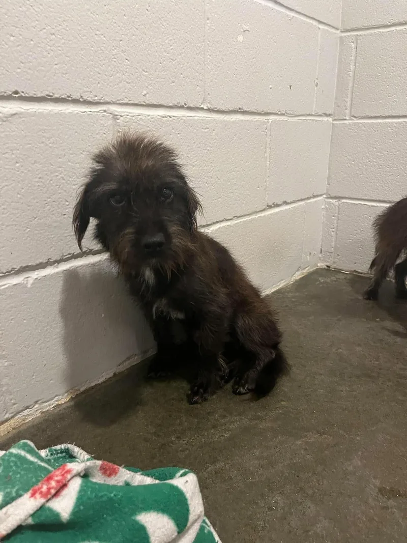 A baby small-sized male Yorkshire Terrier dog named Tramp for adoption in Semmes, AL