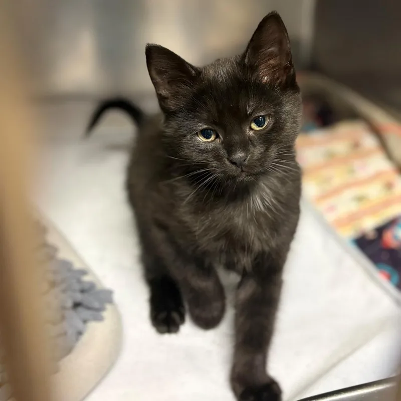 A baby small-sized male Domestic Short Hair cat named Blackjack for adoption in Chehalis, WA