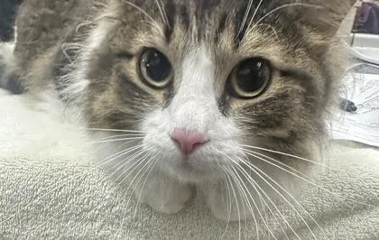 Purrdy