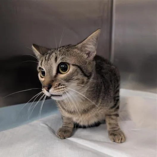 An adult medium-sized male Brown / Chocolate Domestic Short Hair cat named Shorty for adoption in Greensboro, NC