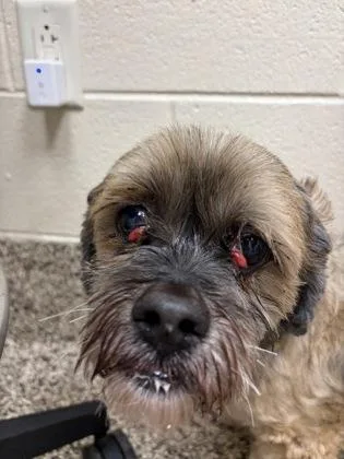 A senior small-sized female Shih Tzu dog named Coco for adoption in Westland, MI