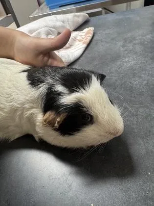 Bonzo Guinea Pig