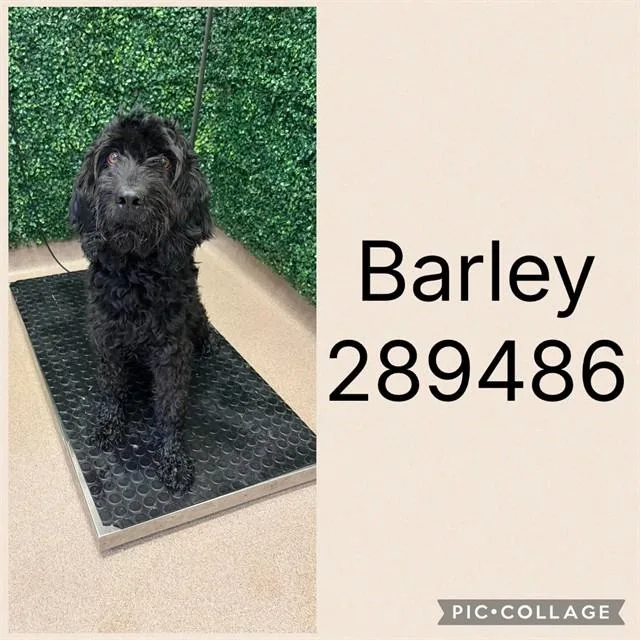 An adult medium-sized male Mixed Breed dog named Barley for adoption in Macon, GA