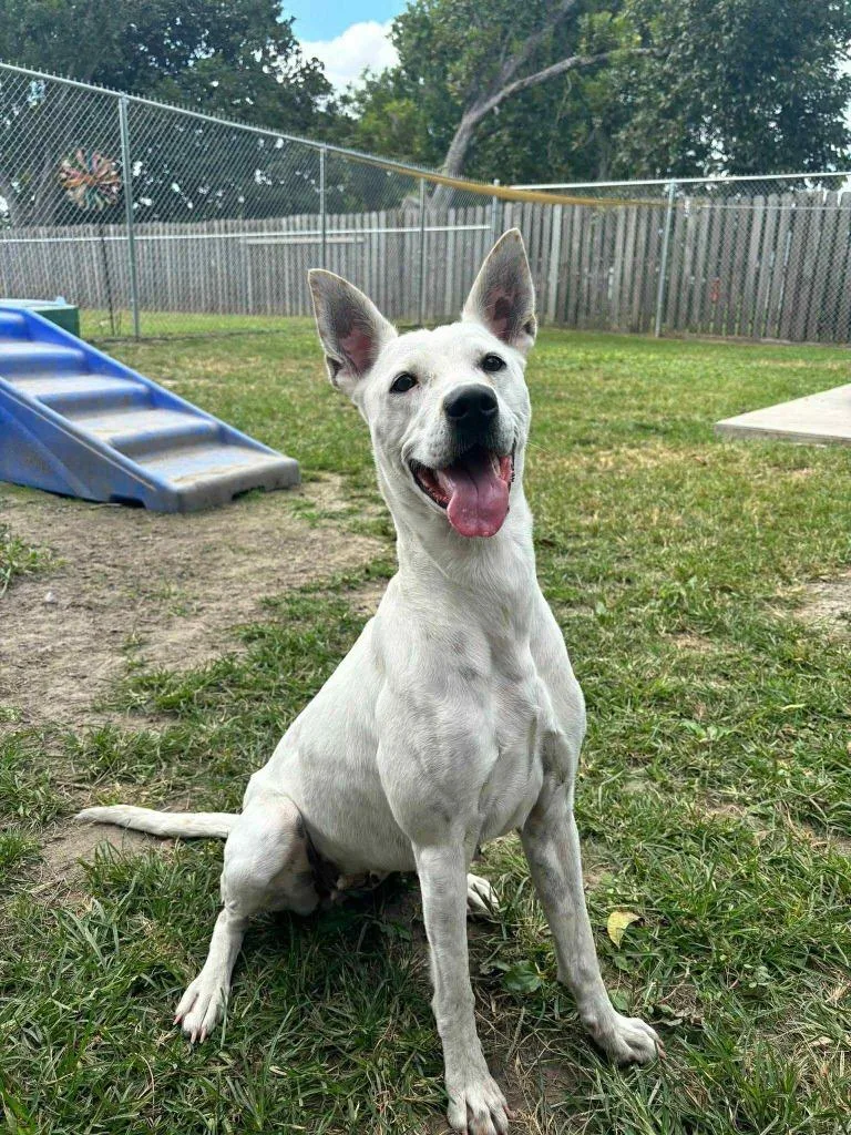 An adult medium-sized female Hound dog named Koda for adoption in New Bern, NC