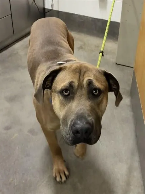 A young extra large-sized male Mastiff dog named Rambo for adoption in Upper Marlboro, MD