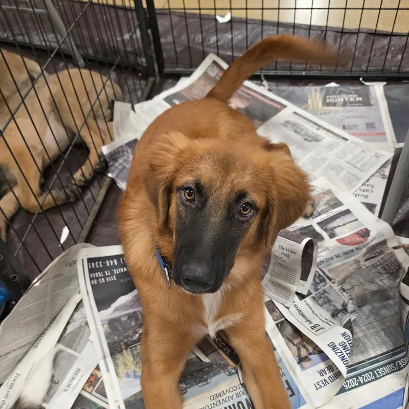 A baby medium-sized male Red / Chestnut / Orange Australian Shepherd dog named Roland KL for adoption in Austin, TX