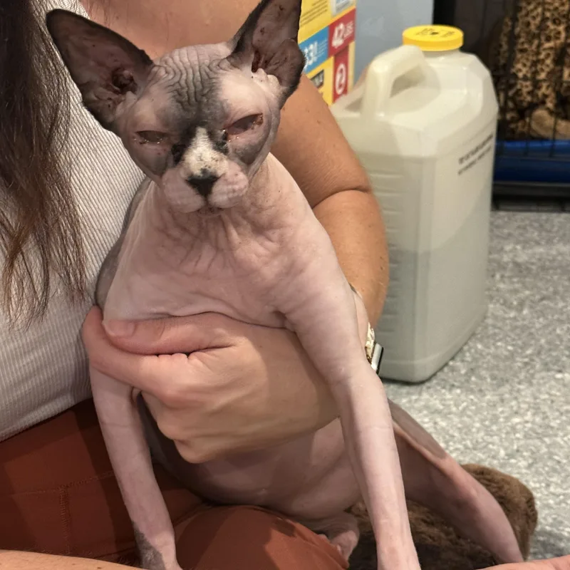 An adult medium-sized female Sphynx / Hairless Cat cat named Princess for adoption in Bradenton, FL