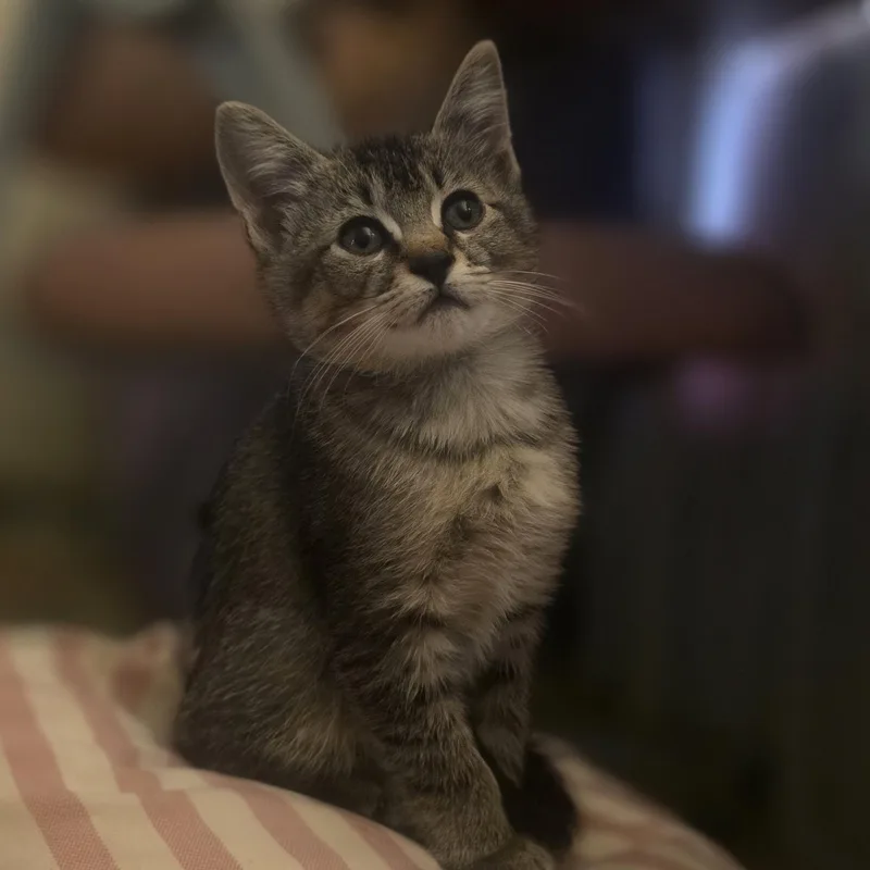 A baby medium-sized male Tabby (Gray / Blue / Silver) Domestic Short Hair cat named Muffin for adoption in Houston, TX