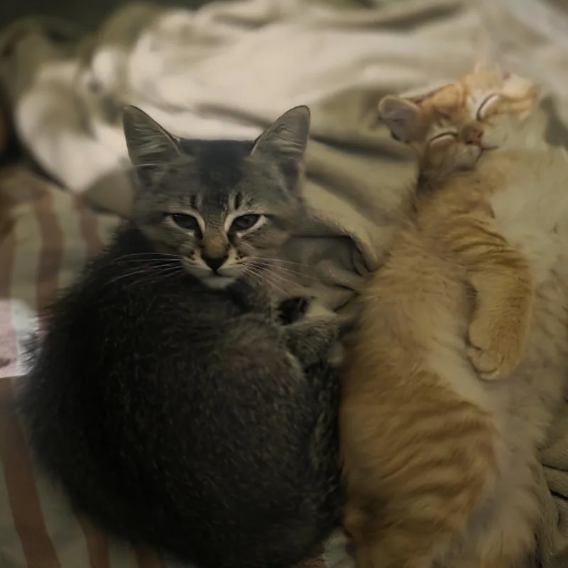 Muffin thumbnail 2
