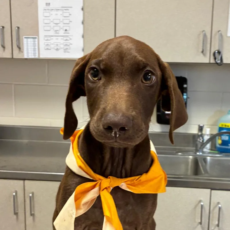 Brownie