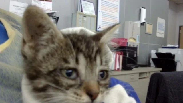 A baby medium-sized male Domestic Long Hair cat named Latte for adoption in Dallas, TX
