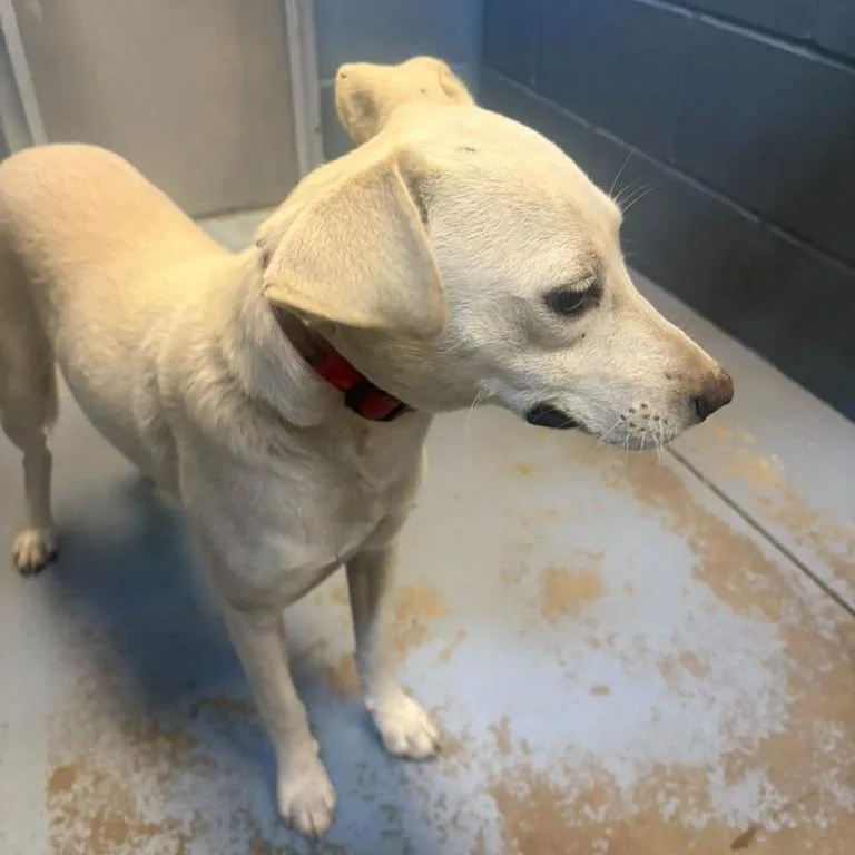 A young medium-sized female White / Cream Mixed Breed dog named Luna for adoption in Gadsden, AL
