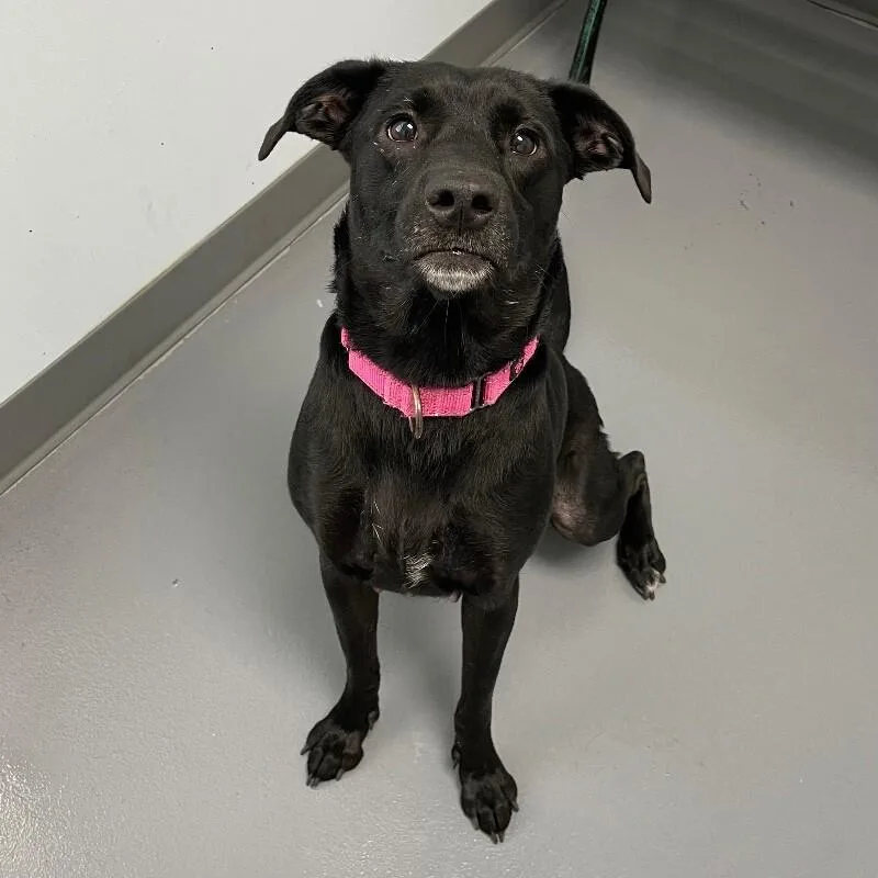 Pumpernickel thumbnail 2