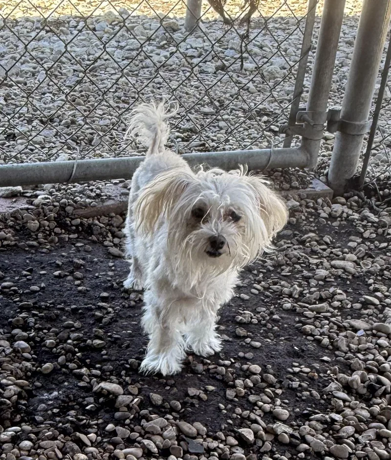 Peachy Keen thumbnail 2