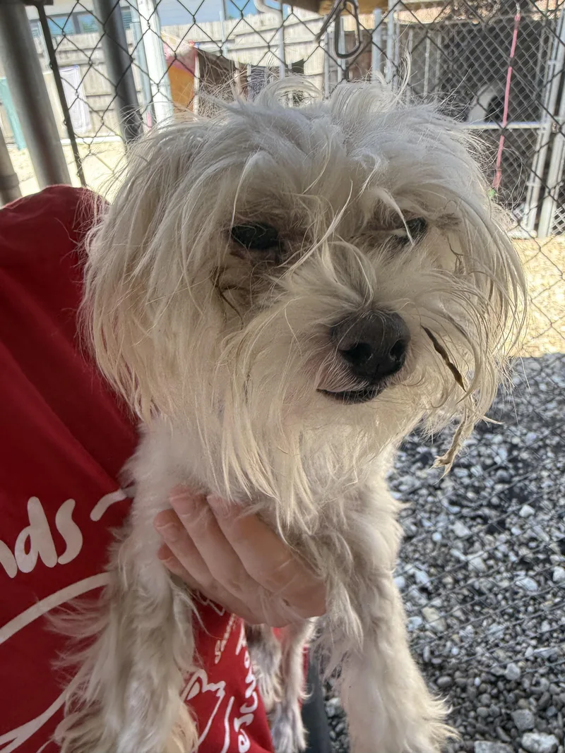 Peachy Keen thumbnail 4