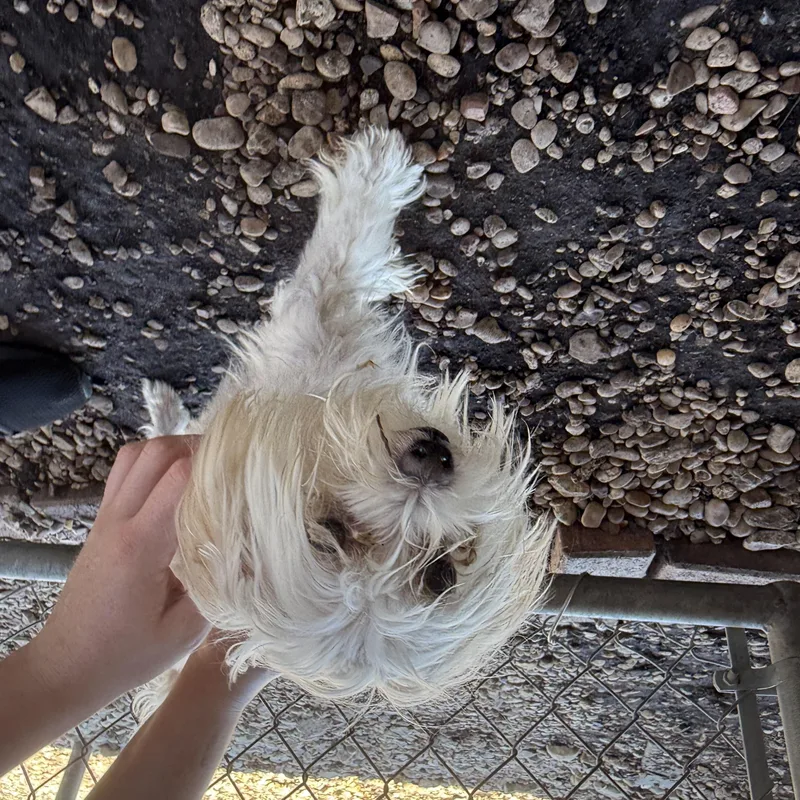 Peachy Keen thumbnail 5