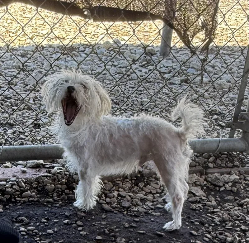 Peachy Keen thumbnail 6