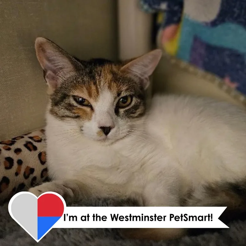 A young medium-sized female Domestic Medium Hair cat named Jejune for adoption in Fort Collins, CO