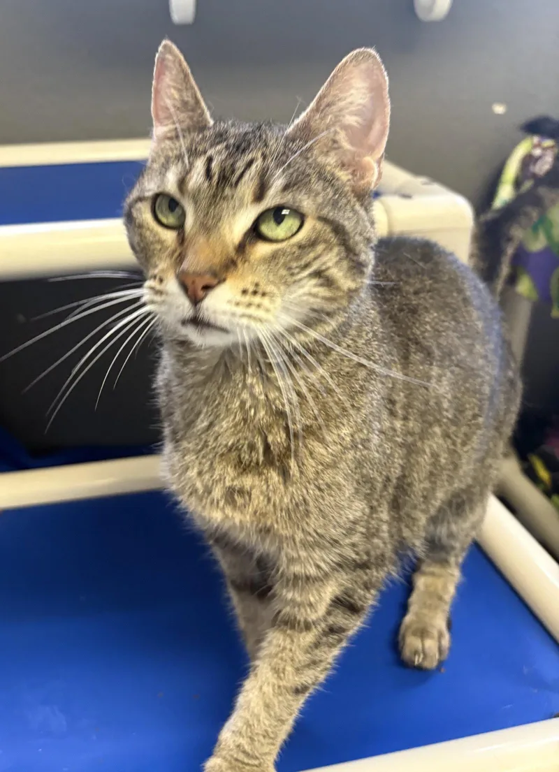 An adult medium-sized female Domestic Short Hair cat named Daisy Andrews for adoption in Kansas City, MO