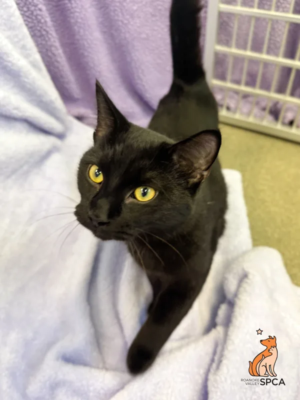 A young medium-sized male Domestic Short Hair cat named Kitkat for adoption in Roanoke, VA