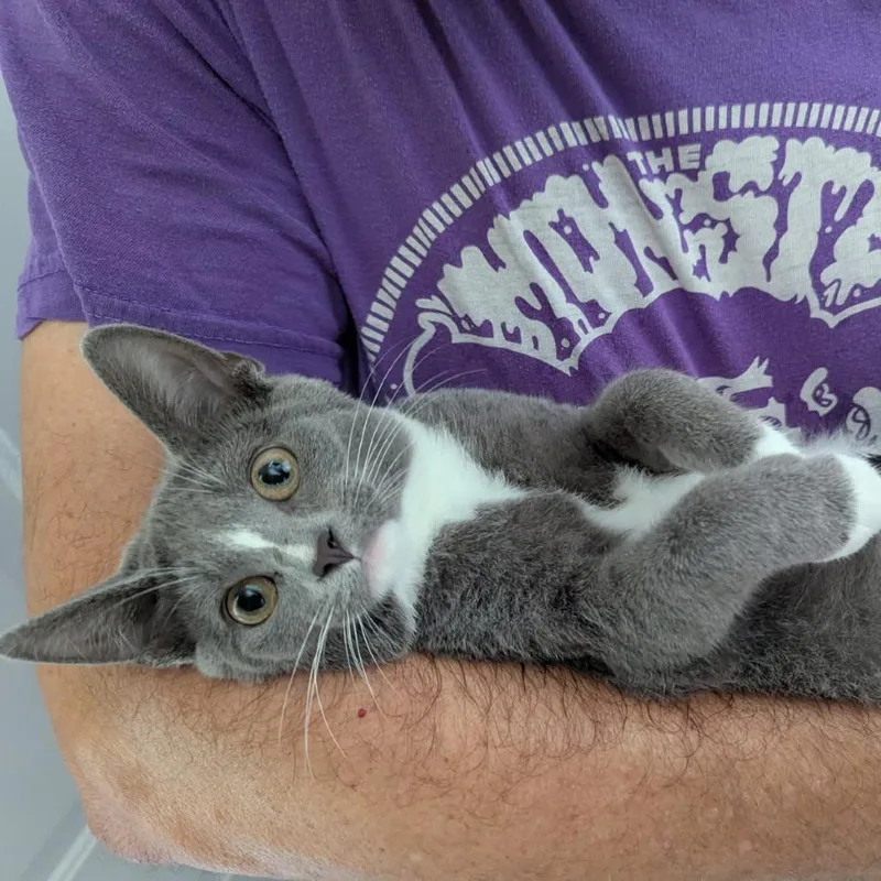 A young medium-sized female Domestic Short Hair cat named Pepper for adoption in Marysville, OH