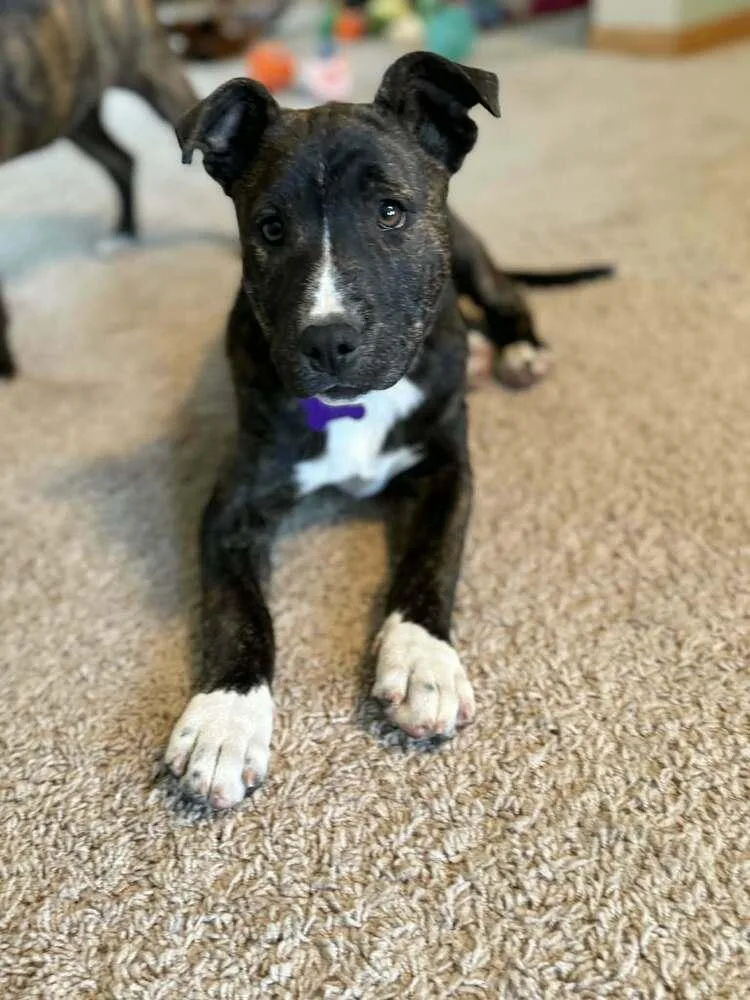 Hortense thumbnail 3