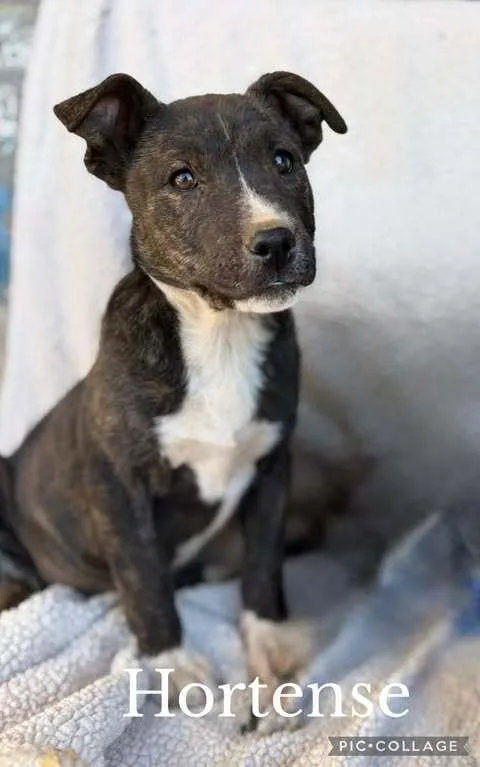 Hortense thumbnail 4