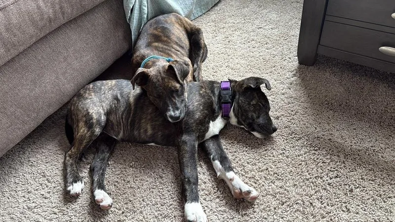 Hortense thumbnail 5