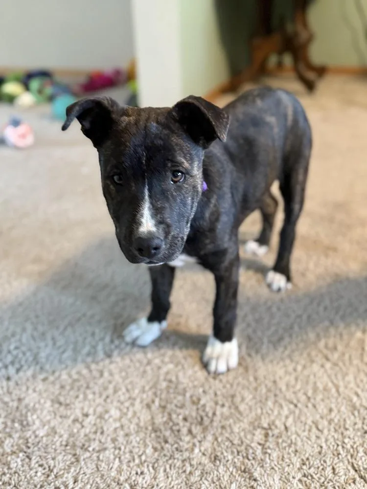 Hortense thumbnail 6