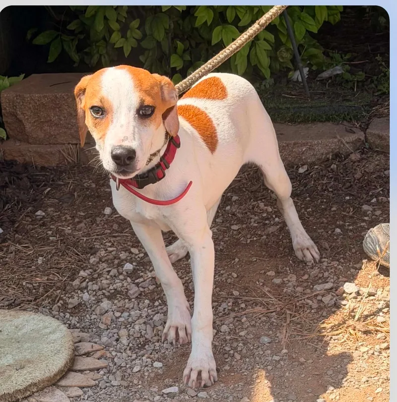 A young small-sized female Mixed Breed dog named Bella for adoption in Monona, WI