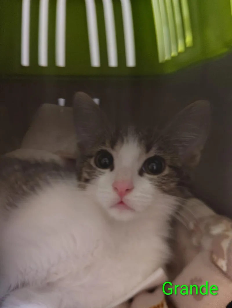 A baby medium-sized female Domestic Short Hair cat named Grande for adoption in Lincoln, CA