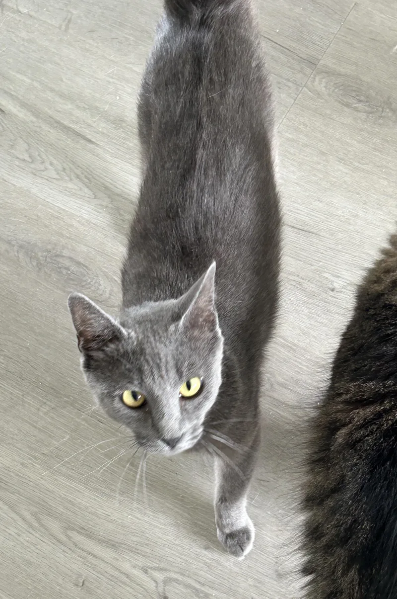 A young medium-sized female Gray / Blue / Silver Russian Blue cat named Irina for adoption in LAMPASAS, TX