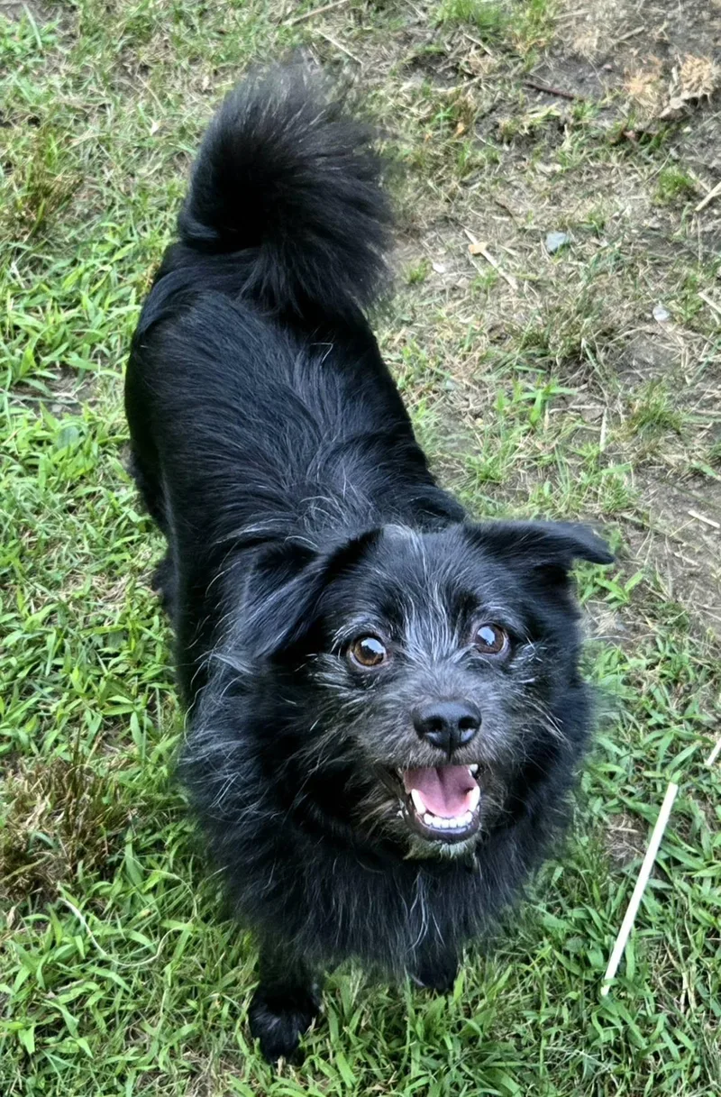 Enzo