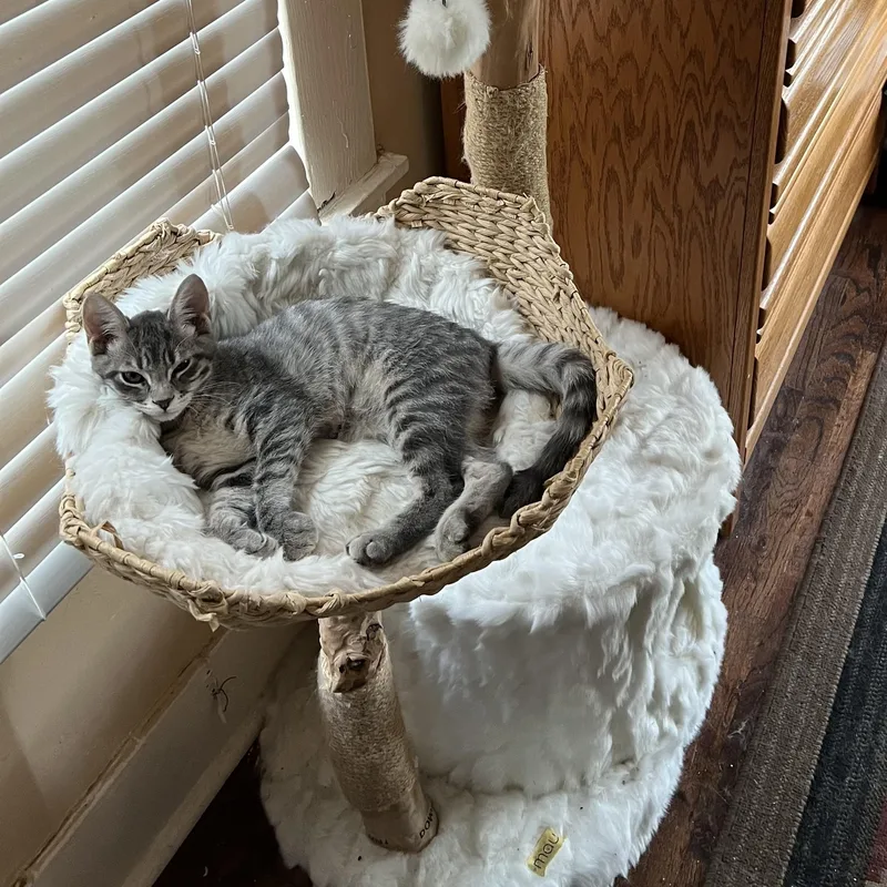 A baby medium-sized male Gray & White Domestic Short Hair cat named Peanut for adoption in Houston, TX
