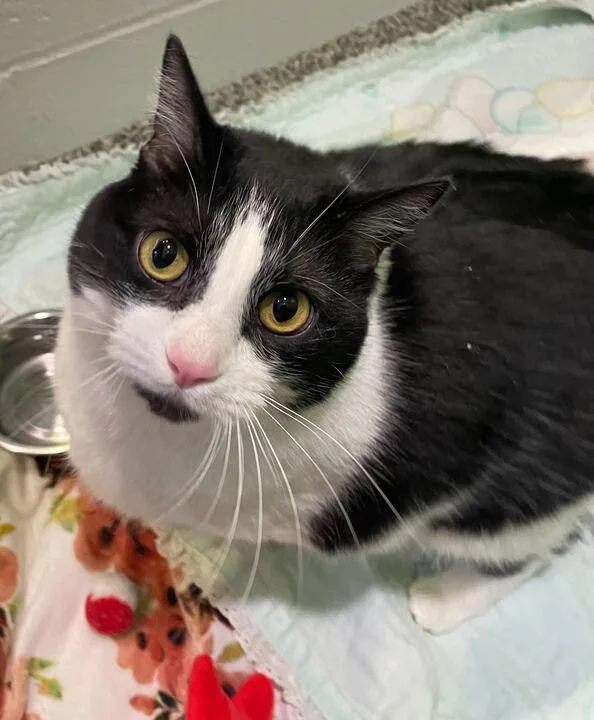 An adult large-sized female Domestic Short Hair cat named Moon for adoption in Jackson, MI