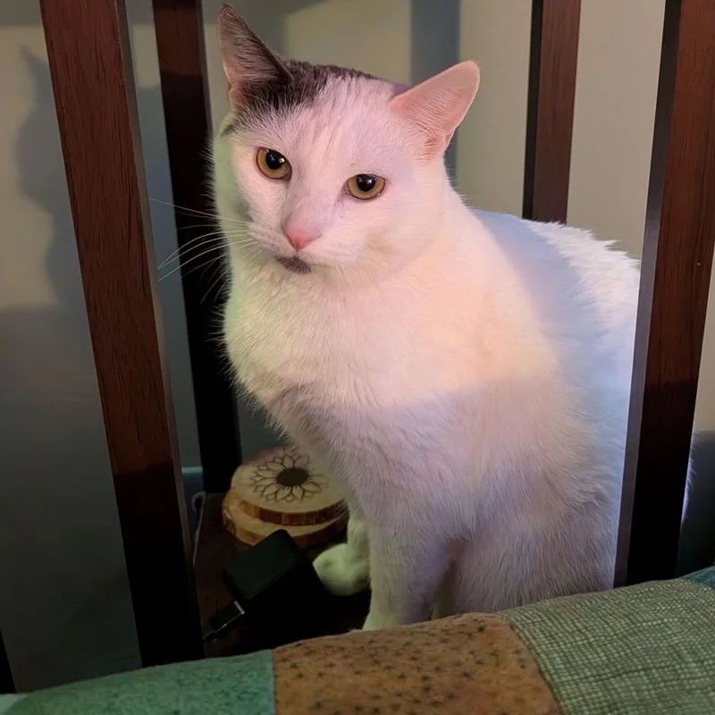 An adult large-sized female Domestic Short Hair cat named Mia for adoption in Grand Rapids, MN