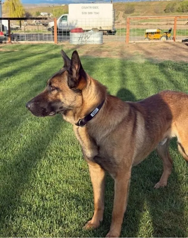 An adult large-sized male Brown / Chocolate Belgian Shepherd / Malinois dog named Red for adoption in renton, WA