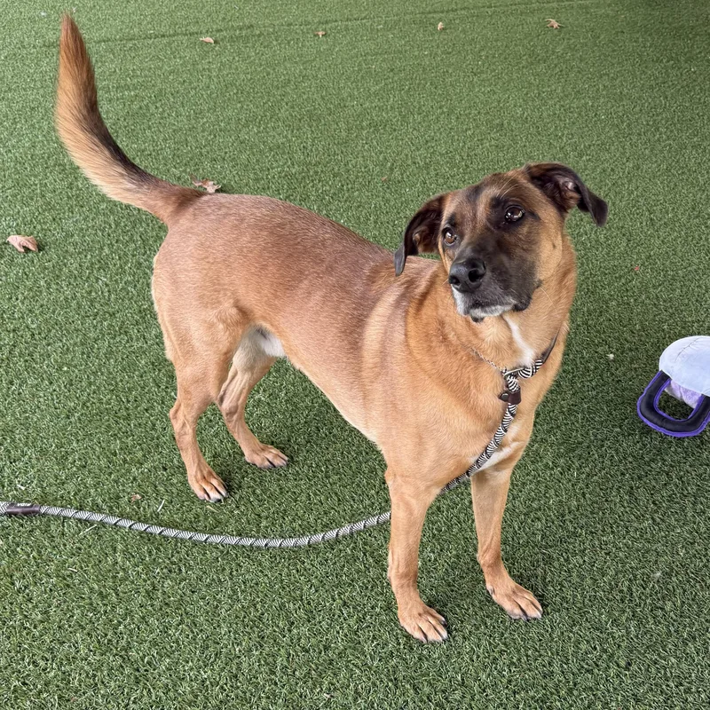 An adult large-sized male Shepherd dog named Alpha for adoption in Eatontown, NJ