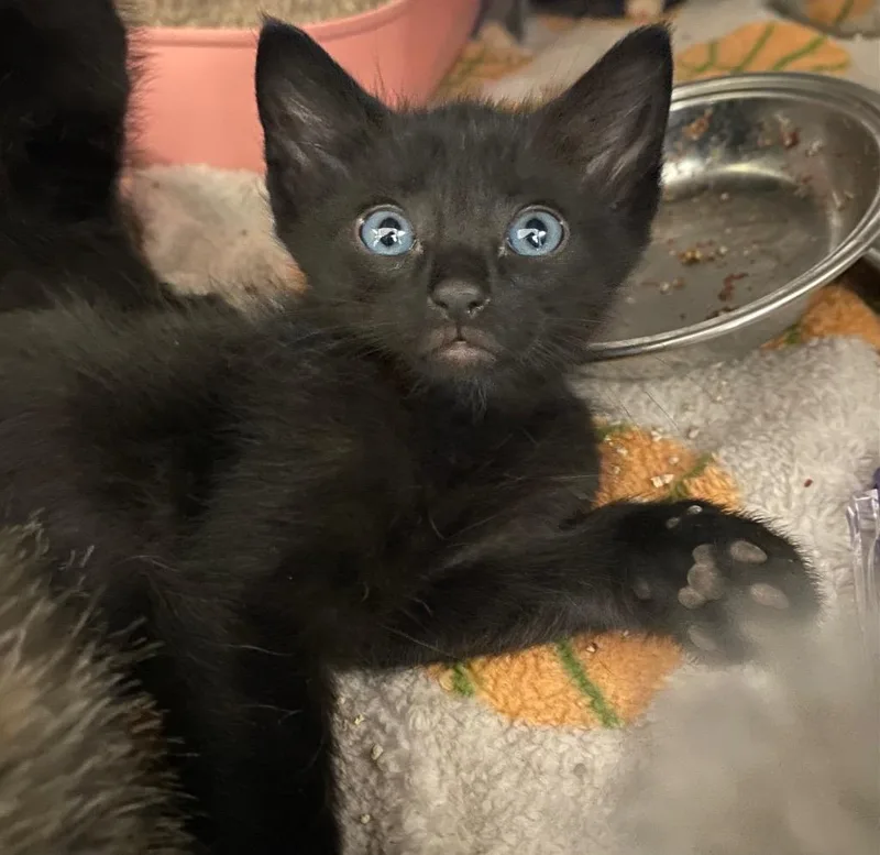 A baby large-sized male Domestic Short Hair cat named RayJ for adoption in Lockhart, TX